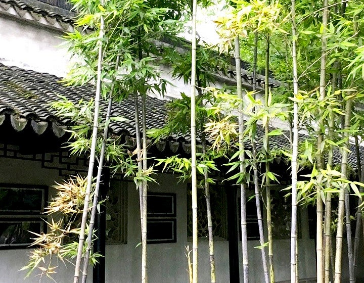 Bamboo growing outside next o a house