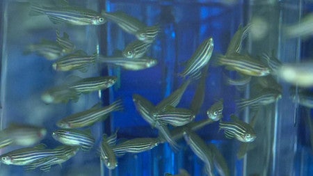 Zebra fish swim in a tank