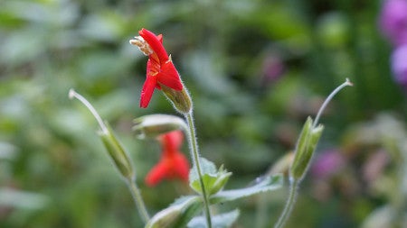 CAS research sponsored-diez-monkeyflower-2022