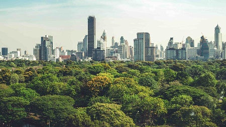 forest and the city