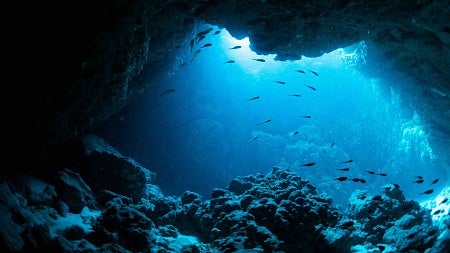 fish swim in a cave