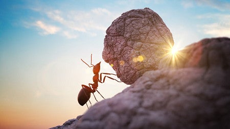 ant pushing a boulder uphill