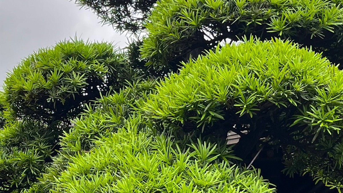 Trees with sky in background