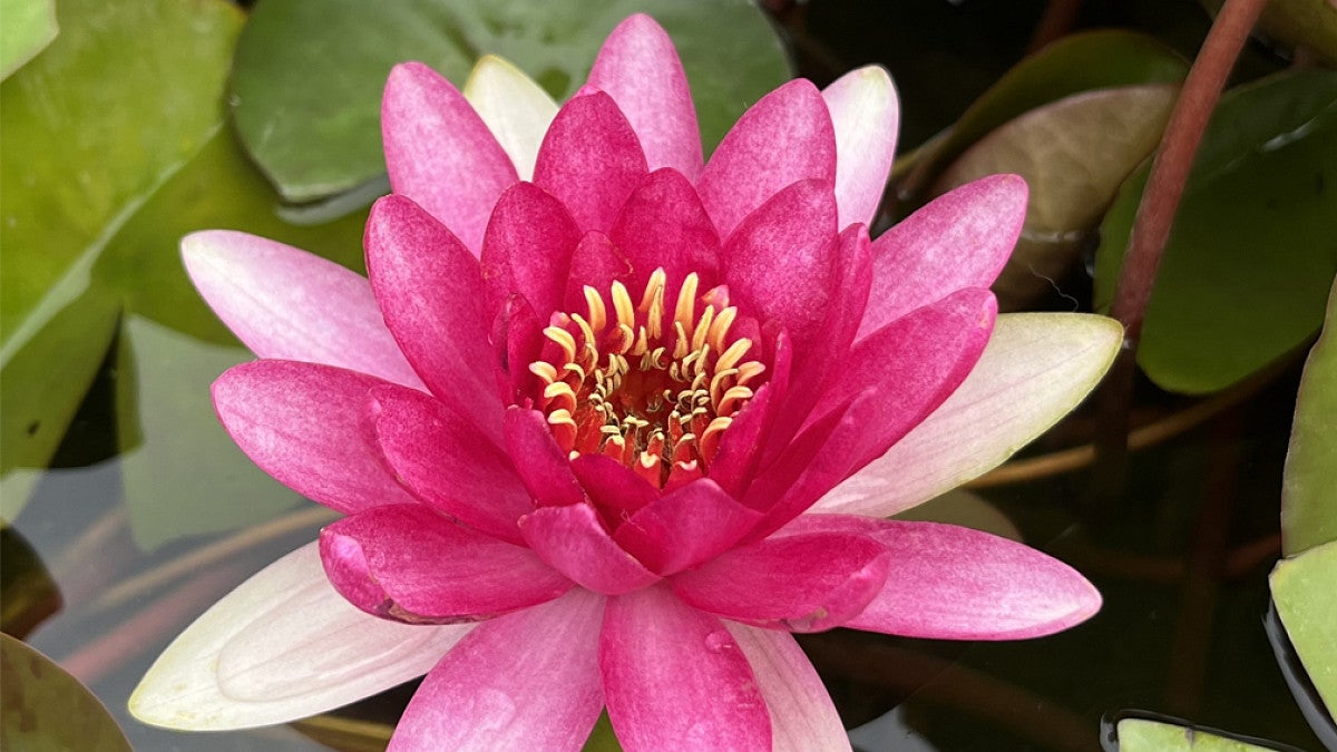 Lotus flower floating on water