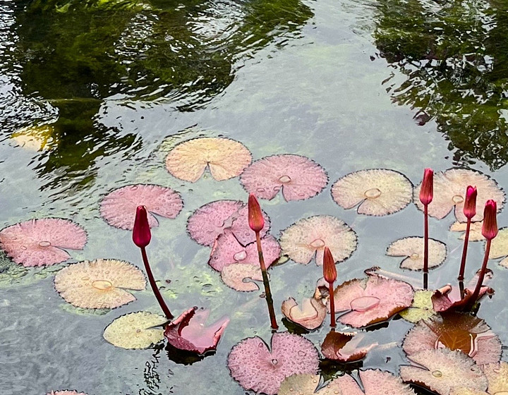 A pond with floating Lilies 